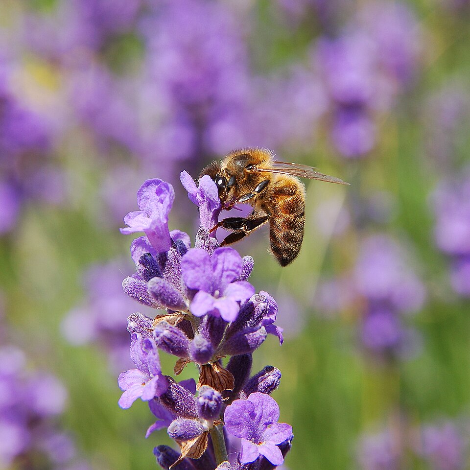 A honey bee feeding on a purple lavender flower spike, with more lavender blurred behind it.
