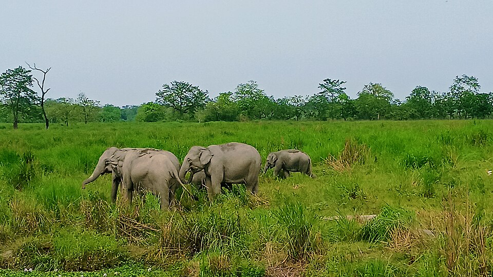 A small herd of wild Asian elephants, including a calf, walking through the tall green grassland of Kaziranga National Park in Assam.