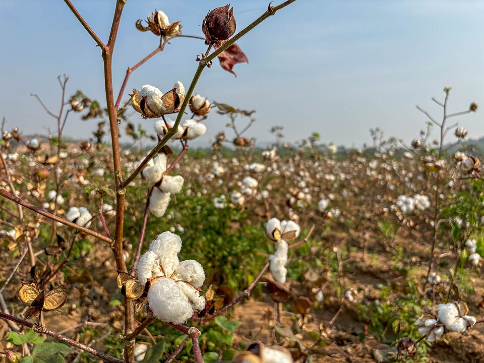 Open white cotton bolls on a cotton plant in the foreground, with rows of ripe cotton stretching across a field in Raichur, Karnataka behind.