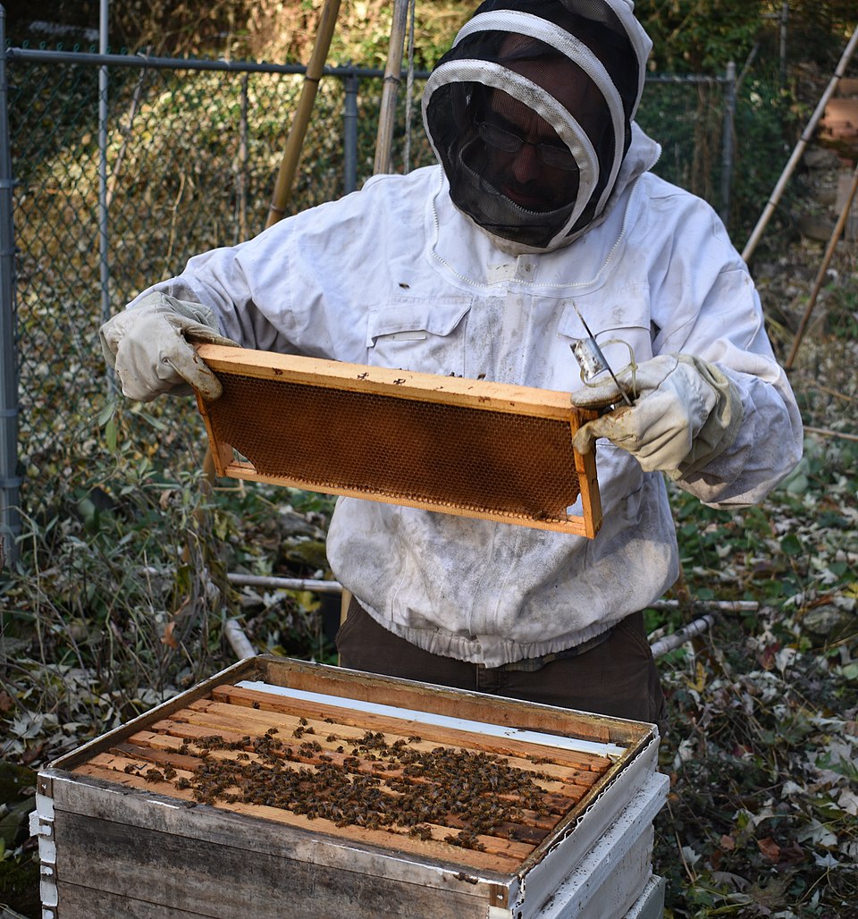 A beekeeper in a white protective suit and veil lifting a wax comb frame out of a wooden hive box, with honey bees crawling over the frames below.