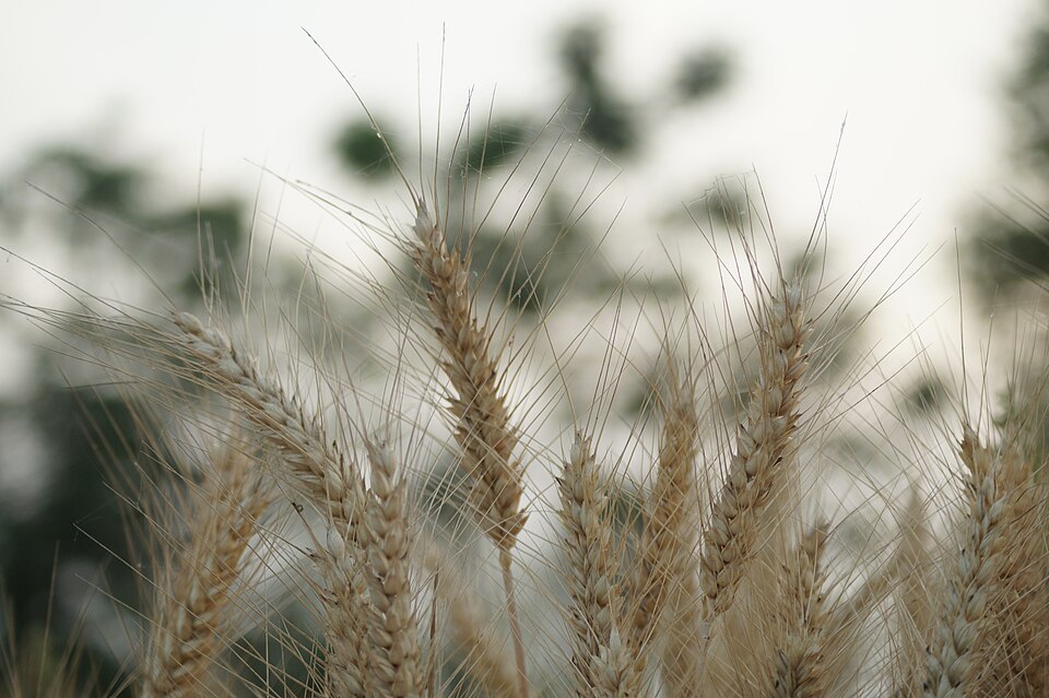 Close-up of ripening wheat ears with long awns standing in a field in Punjab, India.