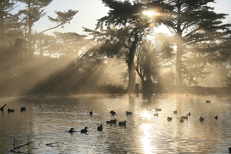 Shafts of sunlight stream in straight lines between tall trees at dawn and across a misty lake dotted with ducks, the beams made visible by fine particles suspended in the air.