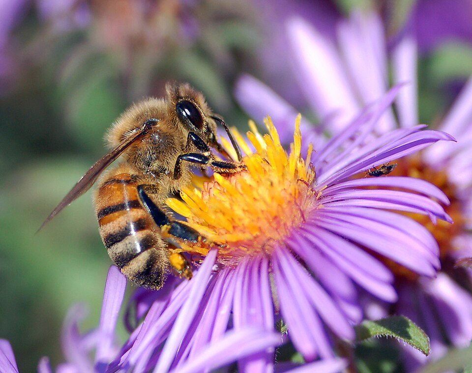 A honey bee perched on the yellow centre of a purple aster flower, drawing nectar with pollen clinging to its hairy body and legs.