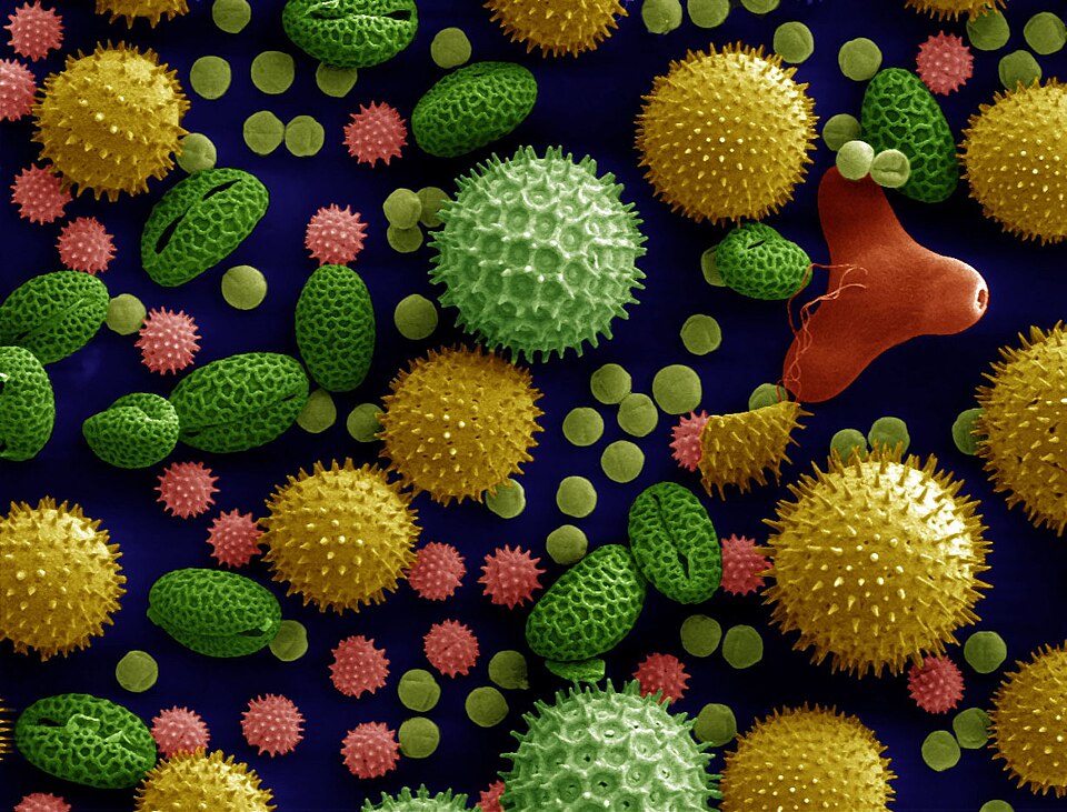 A false-colour electron microscope view of pollen grains from several different plants, showing spiny spheres, ridged ovals and smooth rounded grains packed together.