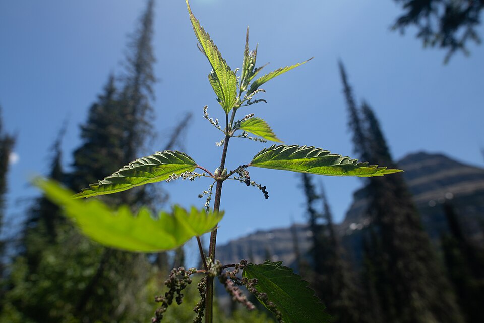 A stinging nettle plant (Urtica dioica) backlit against a blue sky, showing its toothed opposite leaves and dangling flower spikes, the leaves and stem covered in stinging hairs