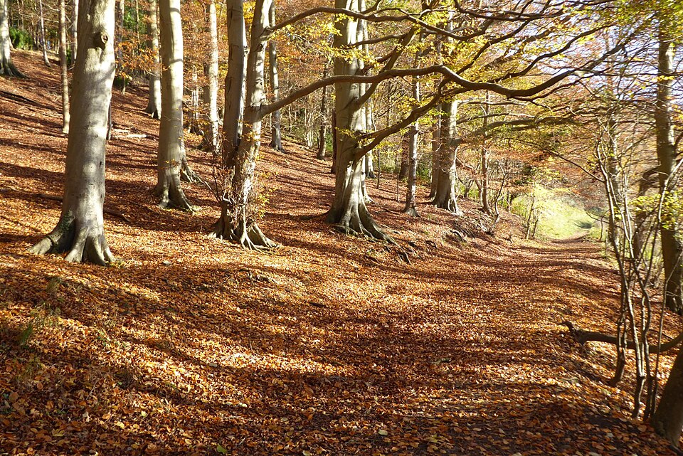 Temperate deciduous beech forest in autumn with golden leaves on trees and the ground