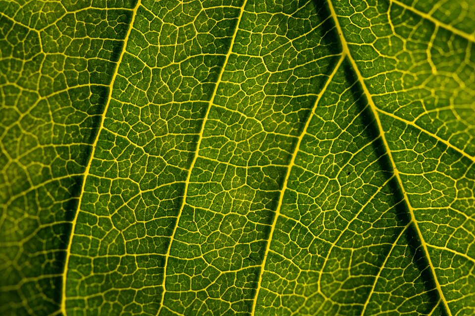 Macro of a sunlit green leaf showing its veins and chlorophyll-rich lamina