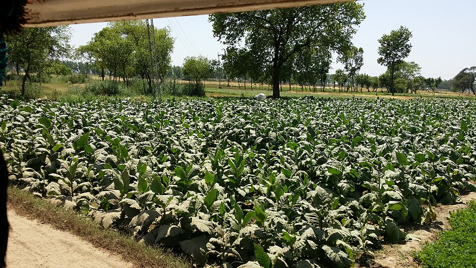 Tobacco plants (Nicotiana tabacum) growing in a cultivated field