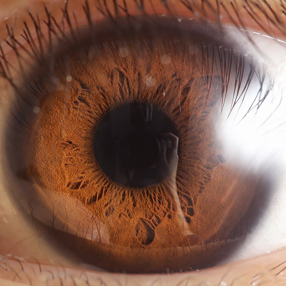 Macro close-up of a brown human eye showing the textured iris and the central dark pupil, its variable aperture
