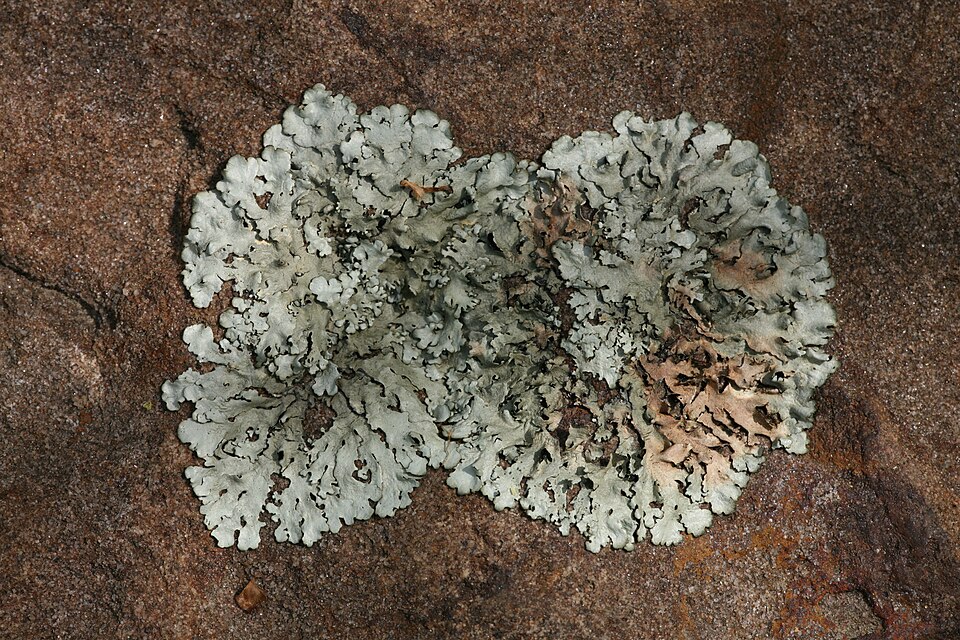 A pale grey-green foliose lichen growing across the surface of a brown rock, the kind of lichen from which litmus dye is extracted