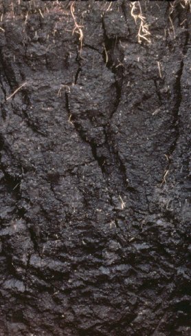 A dark grey-black vertisol (black cotton / regur) soil showing the deep shrinkage cracks that open as the swelling clay dries out