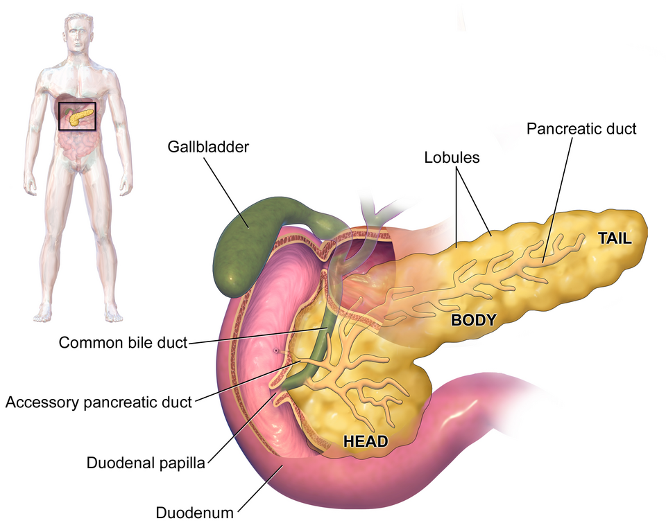 Labelled anatomical illustration of the human pancreas (head, body and tail) curled within the C-loop of the duodenum behind the stomach, its pancreatic duct draining into the duodenum, with the gallbladder and bile duct shown