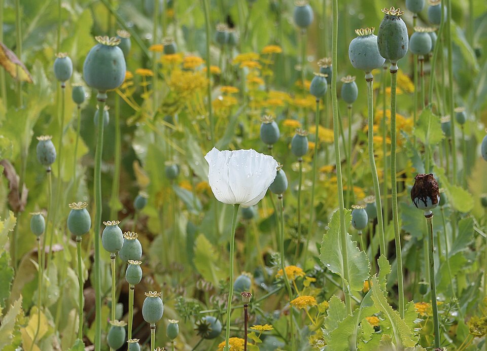 A field of opium poppy plants (Papaver somniferum), the tall stems bearing blue-green seed capsules from which opium is extracted, with a white poppy flower in bloom
