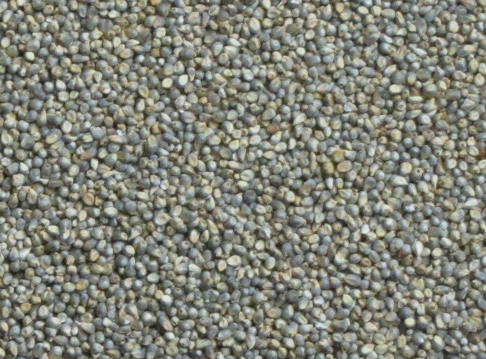 Close-up of pearl millet (bajra) grains, one of India's major millets