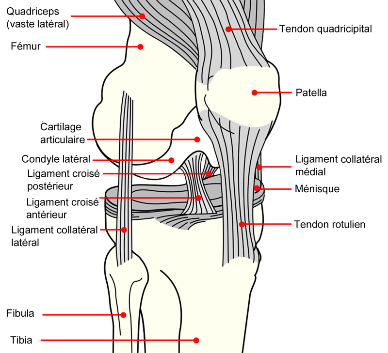 Labelled anatomical diagram of the human knee joint showing the femur, tibia, fibula and patella and the cruciate and collateral ligaments joining them (labels in French)