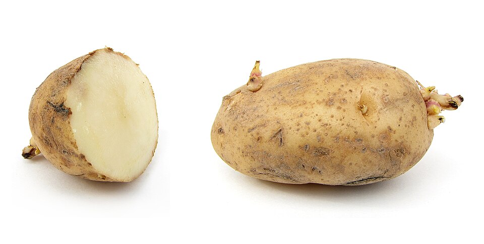 A sprouting potato tuber with young shoots growing from its eyes (buds), shown beside a cut half
