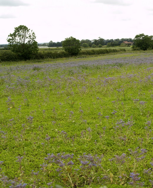 An uncultivated fallow field grown over with wild vegetation and wildflowers, with hedgerow and farm buildings beyond