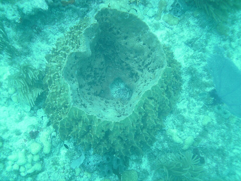 A giant barrel sponge (phylum Porifera) on the sea floor of a coral reef