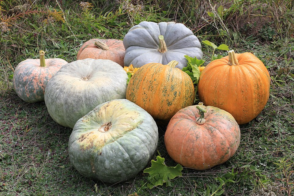 Whole pumpkins (Cucurbita) of several varieties on grass