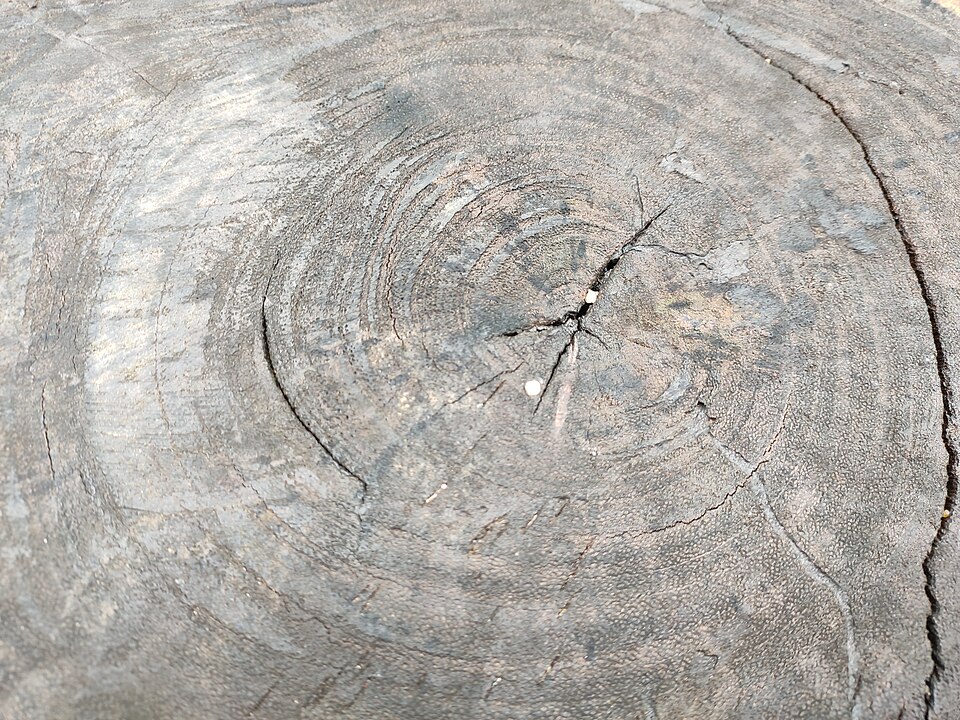 Cross-section of a cut tree trunk showing concentric annual growth rings
