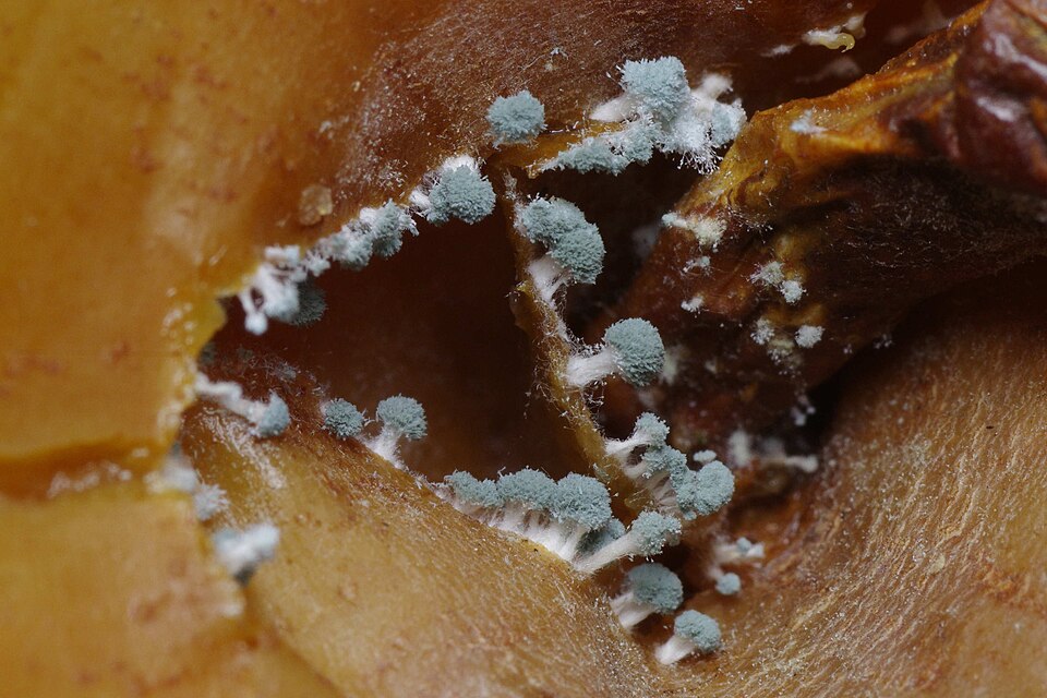 Blue-green Penicillium mould colony with white growing edges spreading over rotting fruit