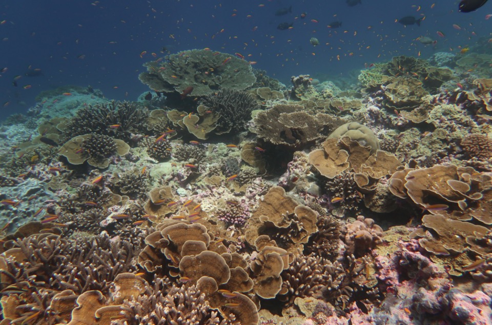 A shallow-water coral reef ecosystem with corals and shoals of reef fish