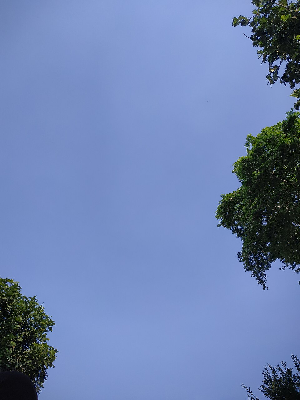 A clear blue daytime sky framed by green tree foliage at the edges