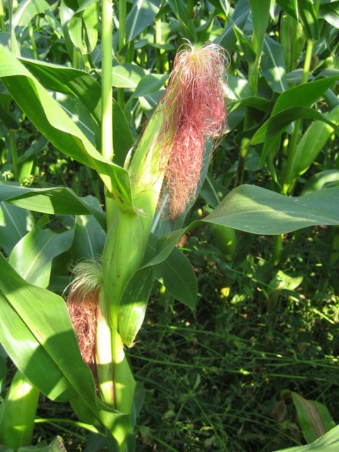 A maize plant in a field bearing ripening cobs with pink-red silk emerging from the husks