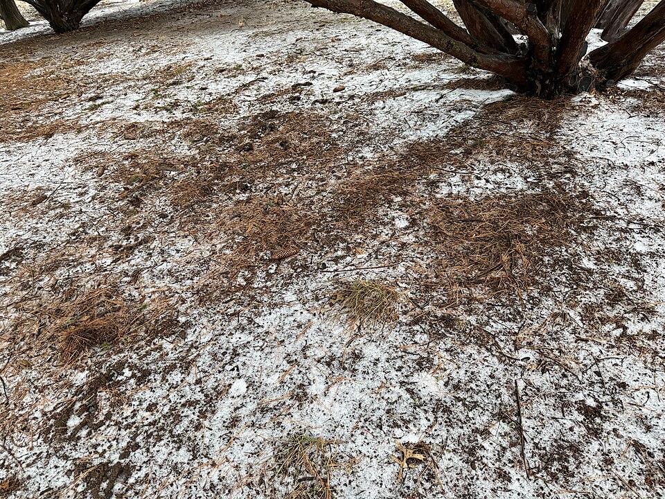 A white layer of sleet (small ice pellets) collected on the ground beneath a tree, mixed with fallen pine needles