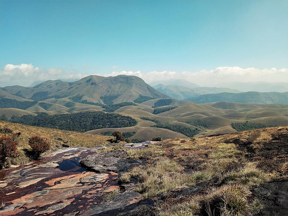 A mosaic of open montane grassland with dark patches of stunted shola forest tucked into the valleys of the high Western Ghats