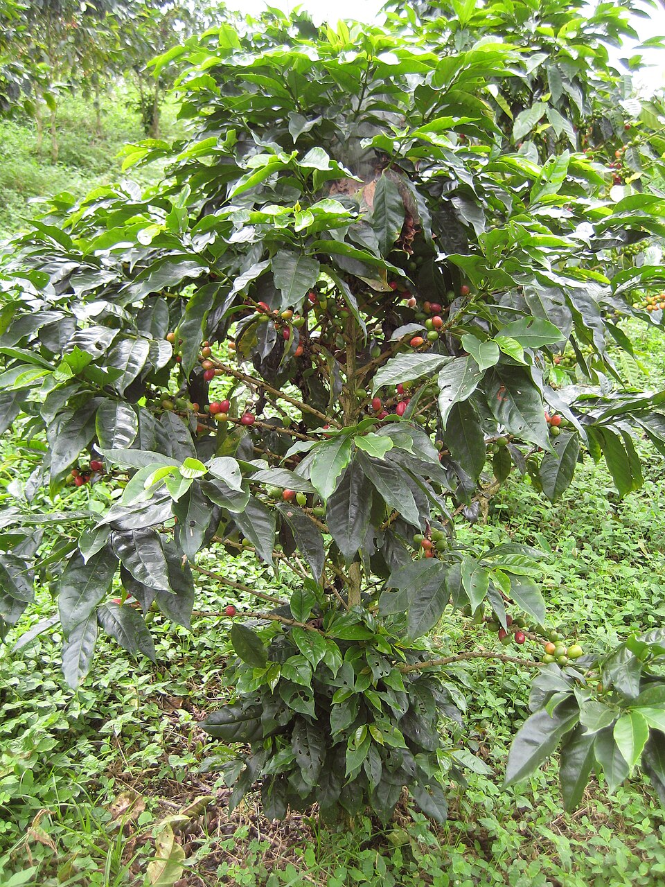 A coffee plant hung with clusters of ripe red and unripe green coffee cherries