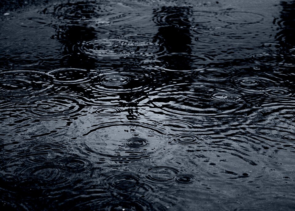 Raindrops striking a dark puddle and forming concentric ripples