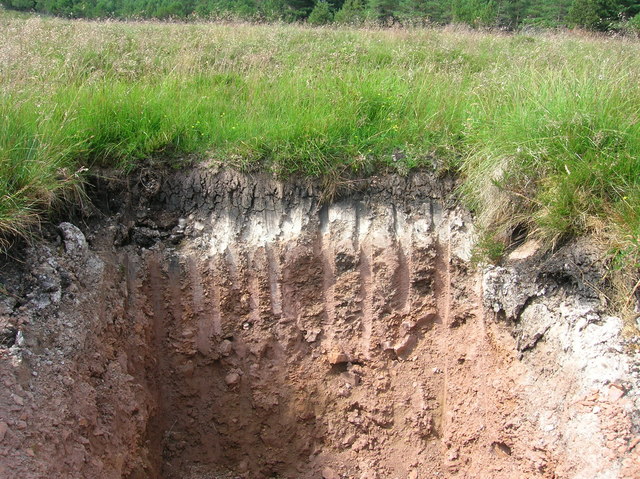 Podzol soil profile showing a pale leached horizon above a reddish-brown lower horizon under grass