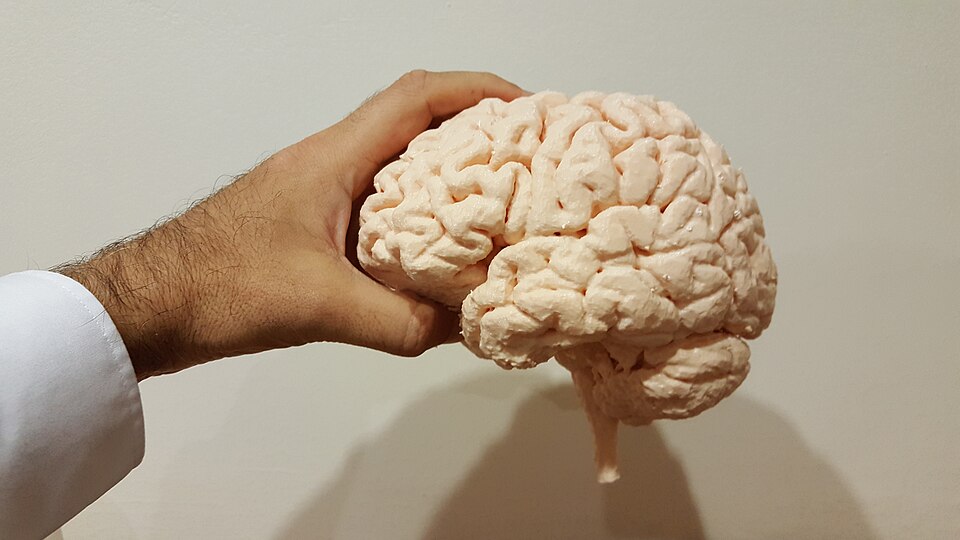 Anatomical model of the human brain in lateral view showing the cerebrum, cerebellum and brainstem