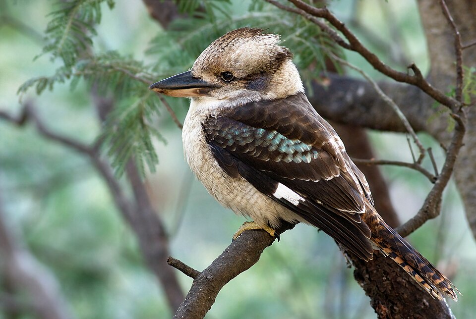 A laughing kookaburra perched on a branch, showing its large beak and blue-green wing patch