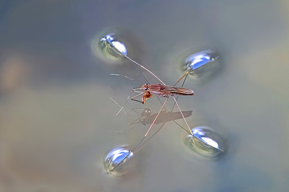 A water strider standing on the surface of water, its legs dimpling the surface