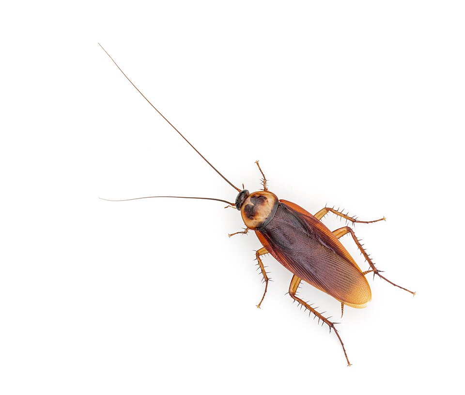 A whole adult American cockroach photographed from above on a plain white background, showing its reddish-brown wings, pale-ringed head shield, six spiny legs and long thread-like antennae