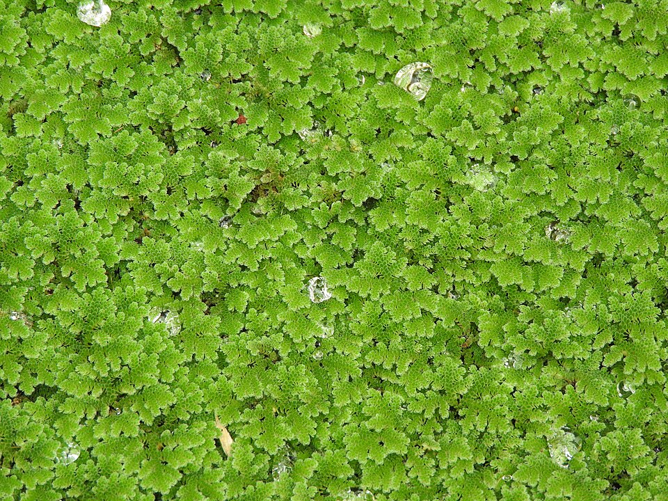 A dense floating mat of small bright-green Azolla fern fronds packed edge to edge on the surface of still water, with beads of water caught between the leaves.