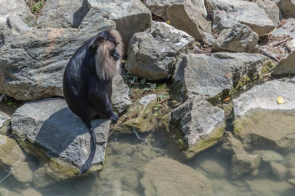 A glossy black monkey with a broad silver-grey mane framing its dark face, sitting hunched on a rock beside shallow water with its long tufted tail hanging down.