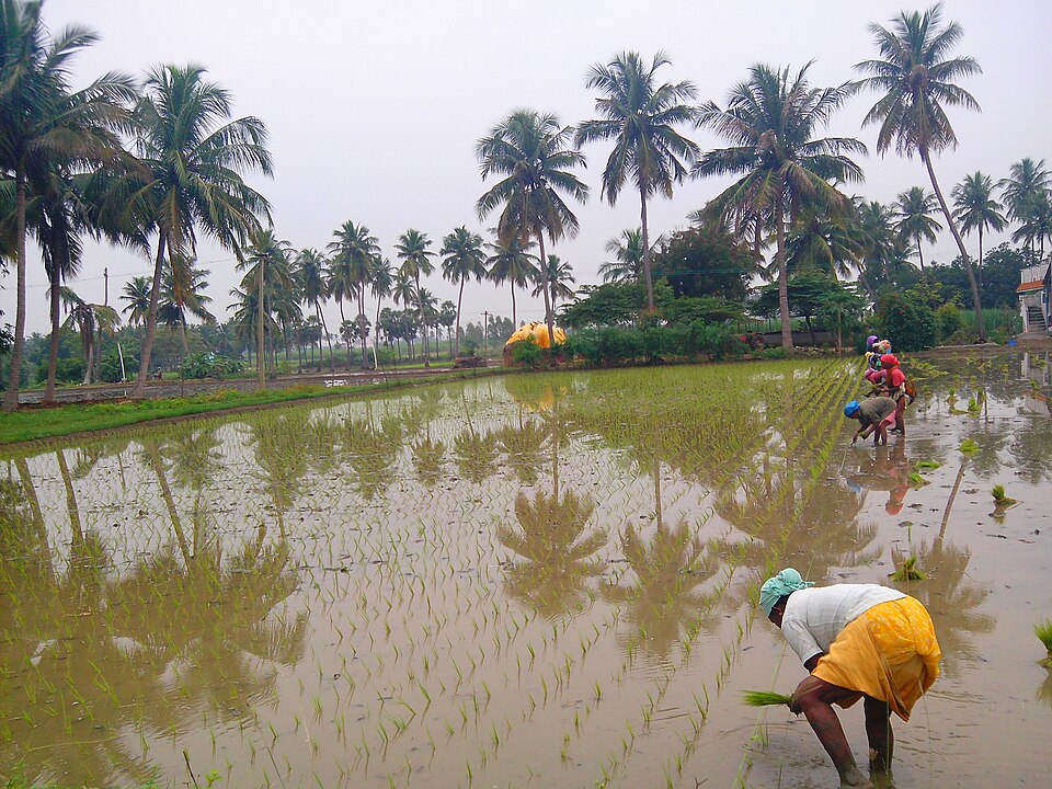 Women bent over in a flooded paddy field pressing rice seedlings into the mud in rows, with reflections of coconut palms on the standing water behind them.