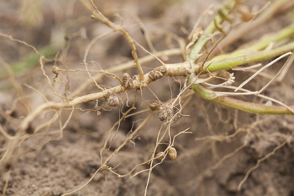 Close-up of the pale root system of a legume plant lifted from the soil, with several rounded knobby nodules attached along the roots