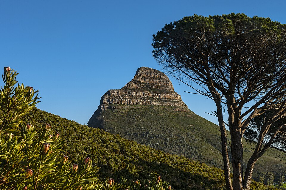 Protea bushes in bud and dense low fynbos scrub covering a Cape hillside, with the bare rocky cone of Lion's Head and a spreading pine tree against a clear blue sky.