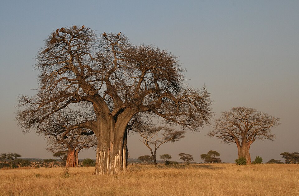 A huge baobab tree with a pale swollen trunk and bare spreading branches standing in open golden savanna grassland at dusk, with a second baobab and flat-topped acacias in the distance.