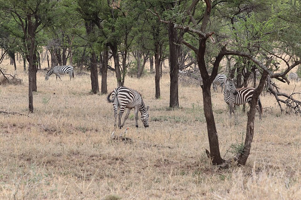 Four zebras grazing on dry pale grassland among widely spaced thorny acacia trees in the Serengeti savanna