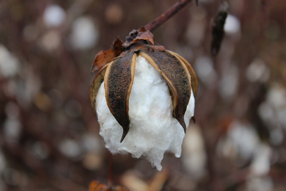 Close-up of an open cotton boll on the plant, its dried brown husk split back to release a mass of white cotton fibre, with more bolls blurred in the field behind