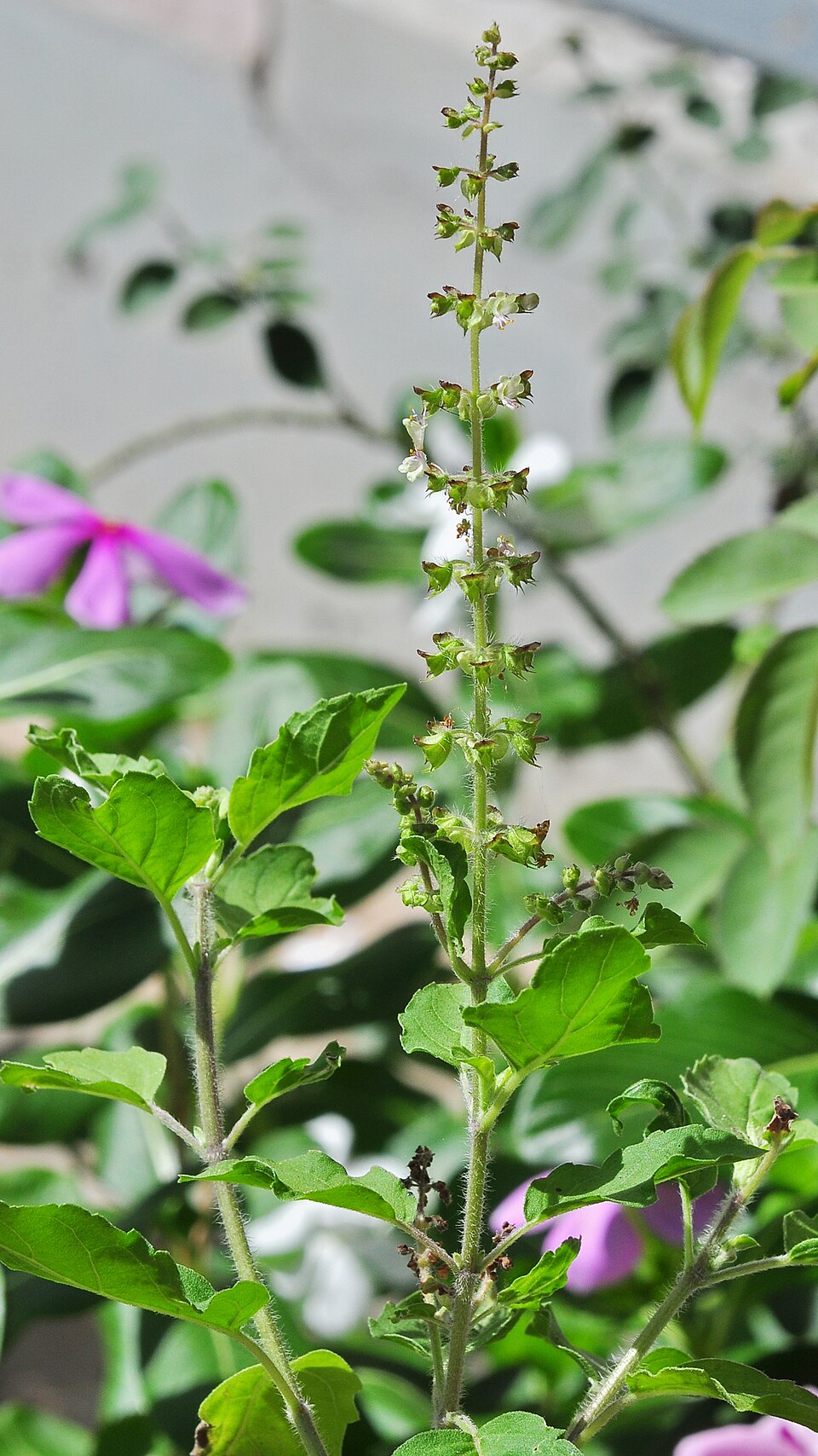 A tulsi (holy basil) plant in a garden, showing its hairy stems, toothed green oval leaves and an upright flowering spike carrying rings of small flowers