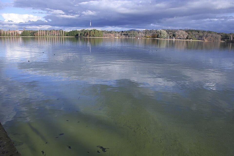 A wide lake under a cloudy sky with a green cyanobacterial scum spreading in streaks across the water surface in the foreground, wooded shoreline in the distance