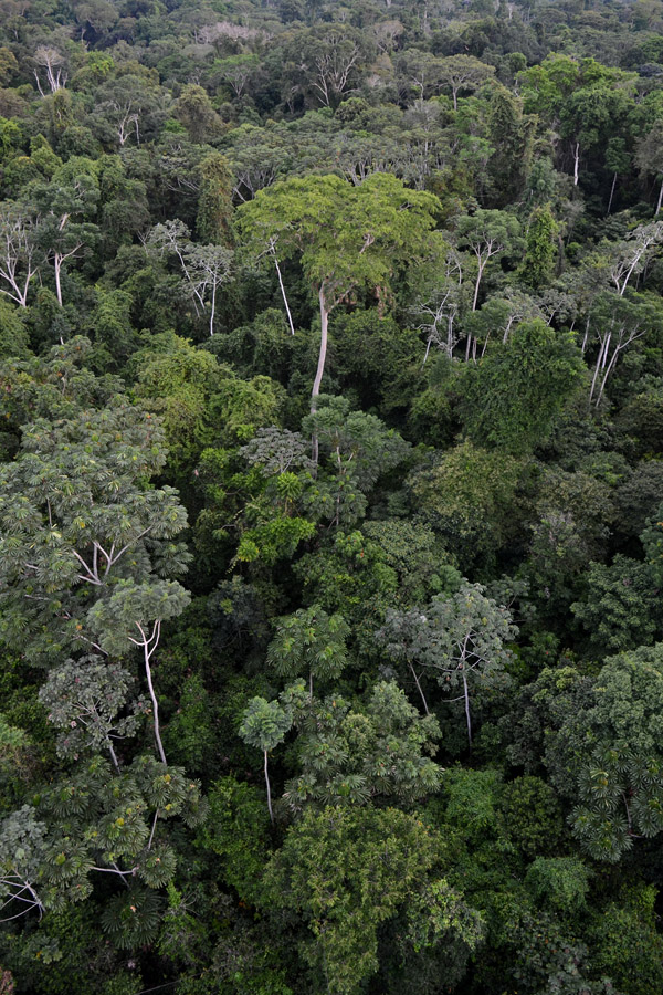 An unbroken Amazon rainforest canopy seen from above, a dense mass of green crowns of many different tree species with a few taller emergent trees standing clear of the rest