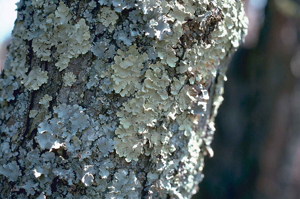 Close-up of a tree trunk whose bark is covered with pale grey-green foliose lichen, its flat leafy lobes overlapping in rosettes across the surface