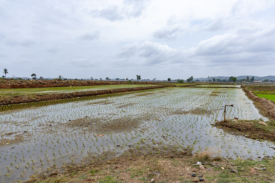 A flooded paddy field in India under a cloudy sky, with rows of newly transplanted rice seedlings standing in a sheet of shallow water held in by low earth bunds